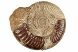 Jurassic Ammonite (Perisphinctes) - Madagascar #191431-1